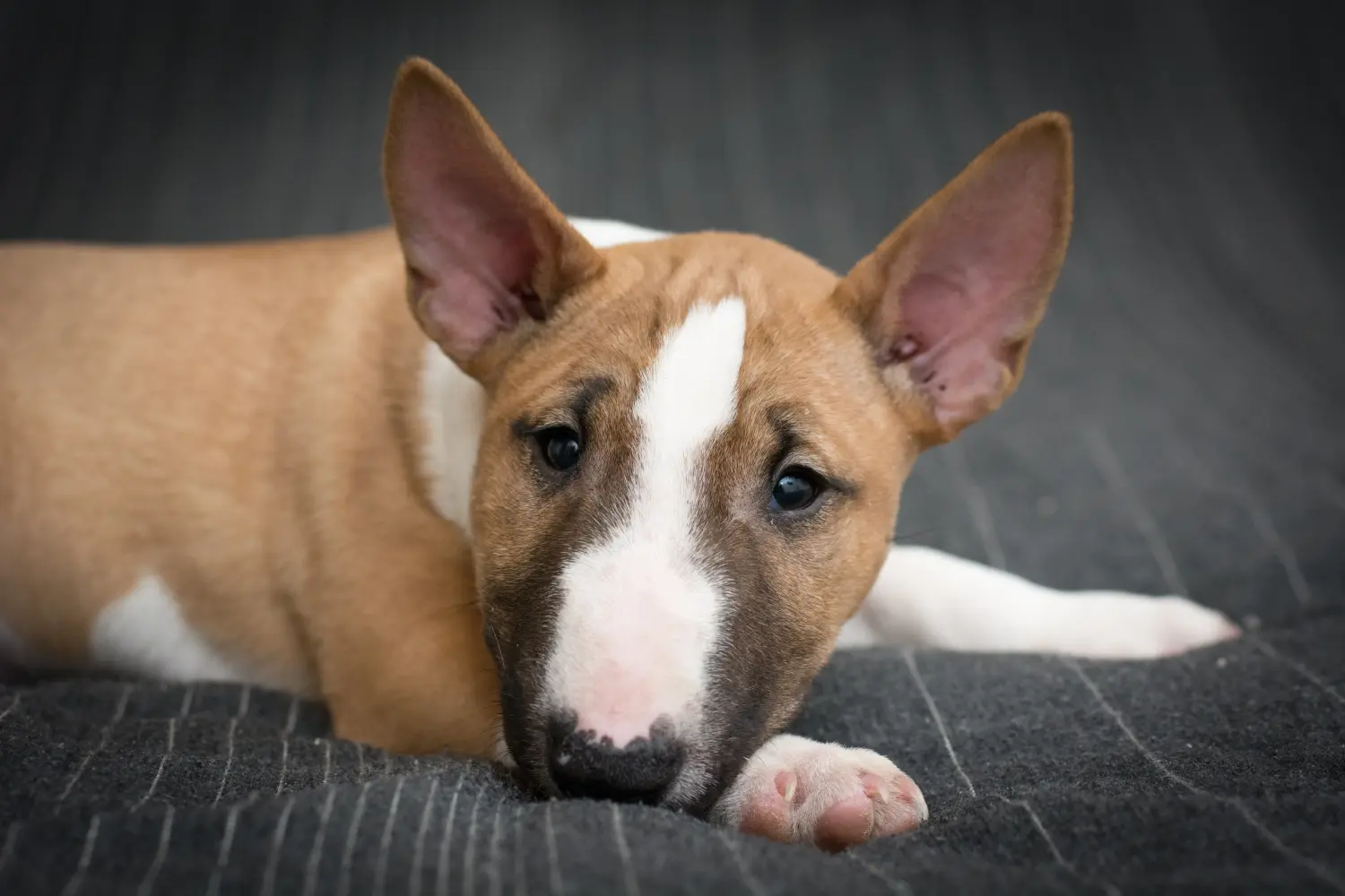 Einen Bull Terrier Welpen zu kaufen, bedeutet Verantwortung zu übernehmen! Bull Terrier Welpen kaufen.