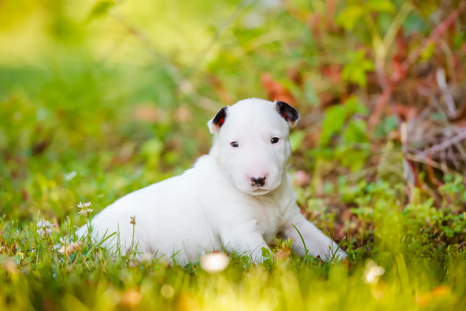 Einen Bull Terrier Welpen zu kaufen, bedeutet Verantwortung zu übernehmen! Bull Terrier Welpen kaufen.