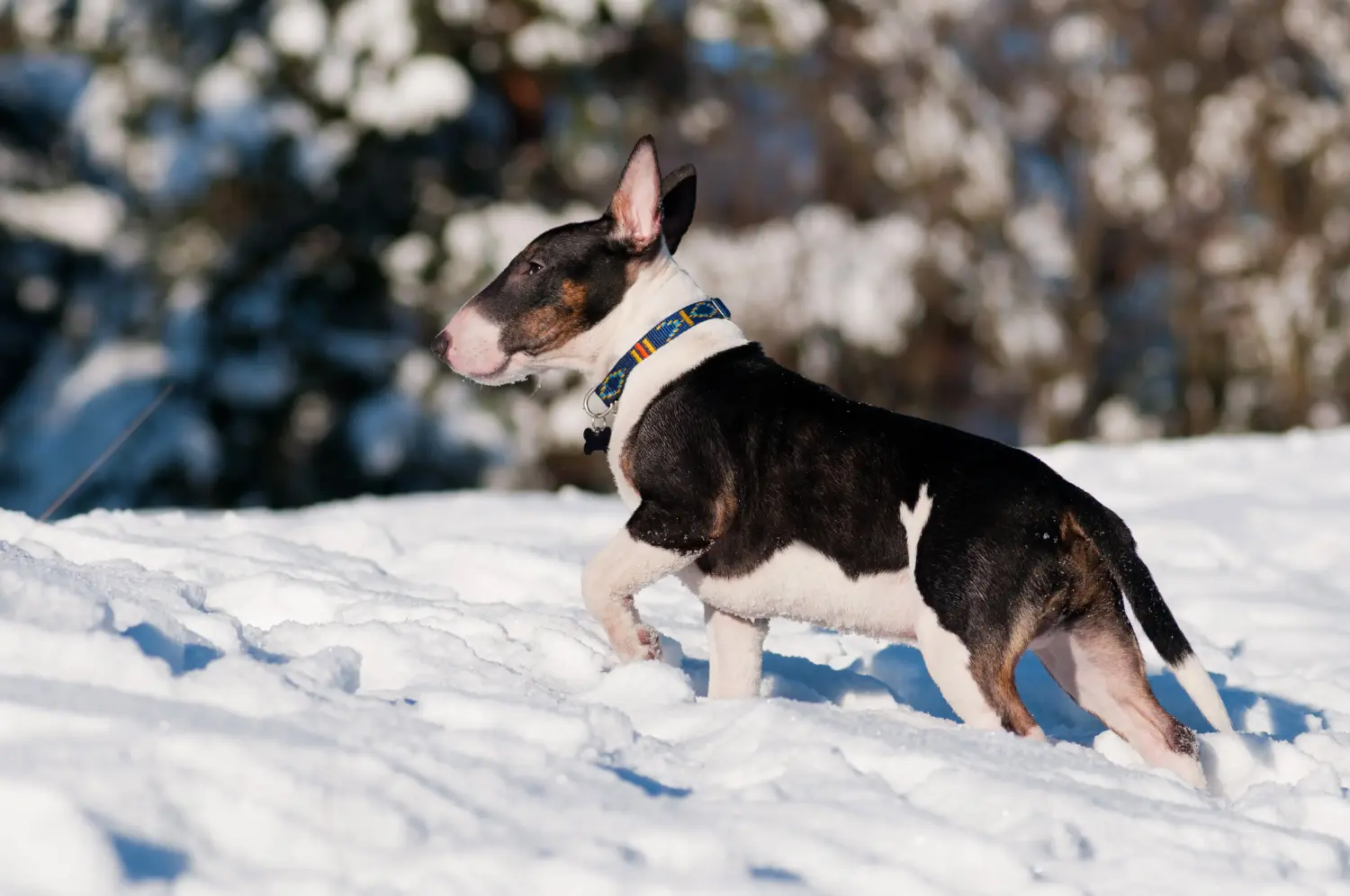 Einen Bull Terrier Welpen zu kaufen, bedeutet Verantwortung zu übernehmen! Bull Terrier Welpen kaufen.