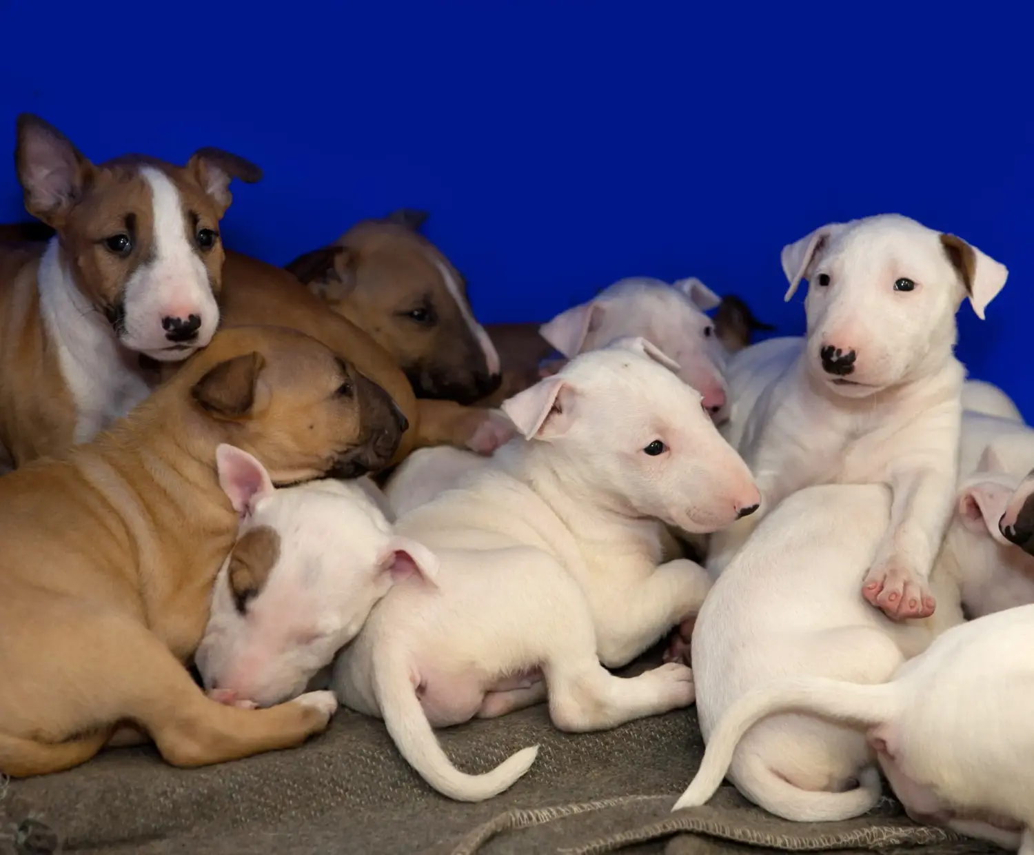 Einen Bull Terrier Welpen zu kaufen, bedeutet Verantwortung zu übernehmen! Bull Terrier Welpen kaufen.