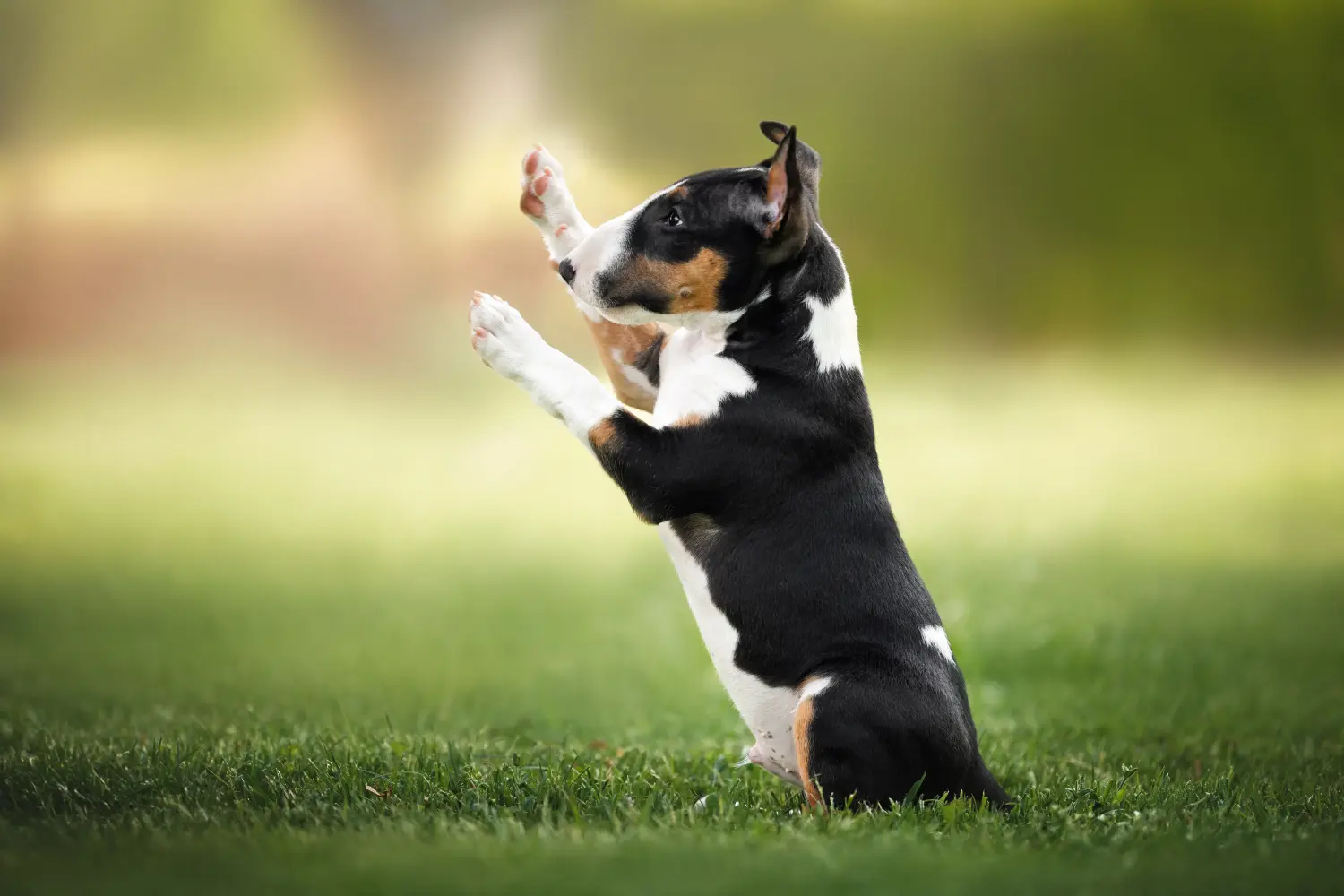 Einen Bull Terrier Welpen zu kaufen, bedeutet Verantwortung zu übernehmen! Bull Terrier Welpen kaufen.
