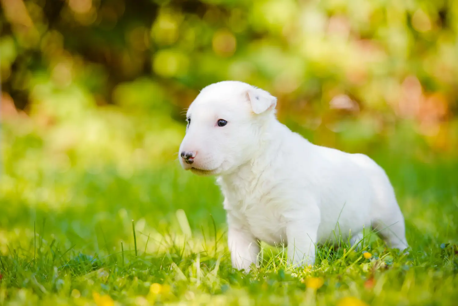 Einen Bull Terrier Welpen zu kaufen, bedeutet Verantwortung zu übernehmen! Bull Terrier Welpen kaufen.