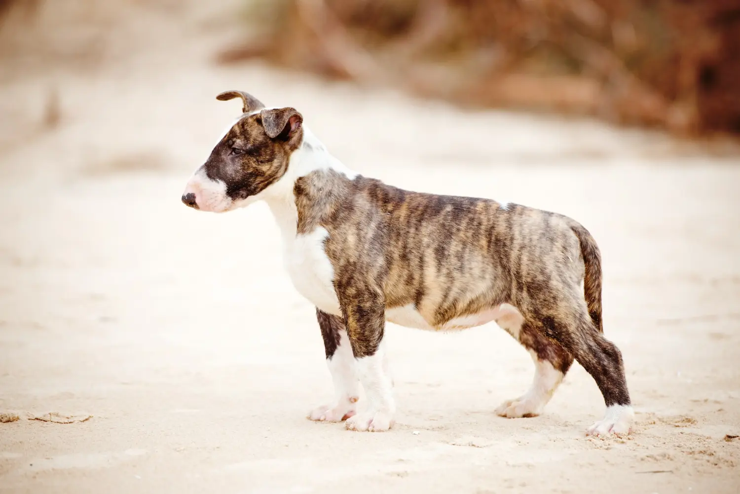 Einen Bull Terrier Welpen zu kaufen, bedeutet Verantwortung zu übernehmen! Bull Terrier Welpen kaufen.