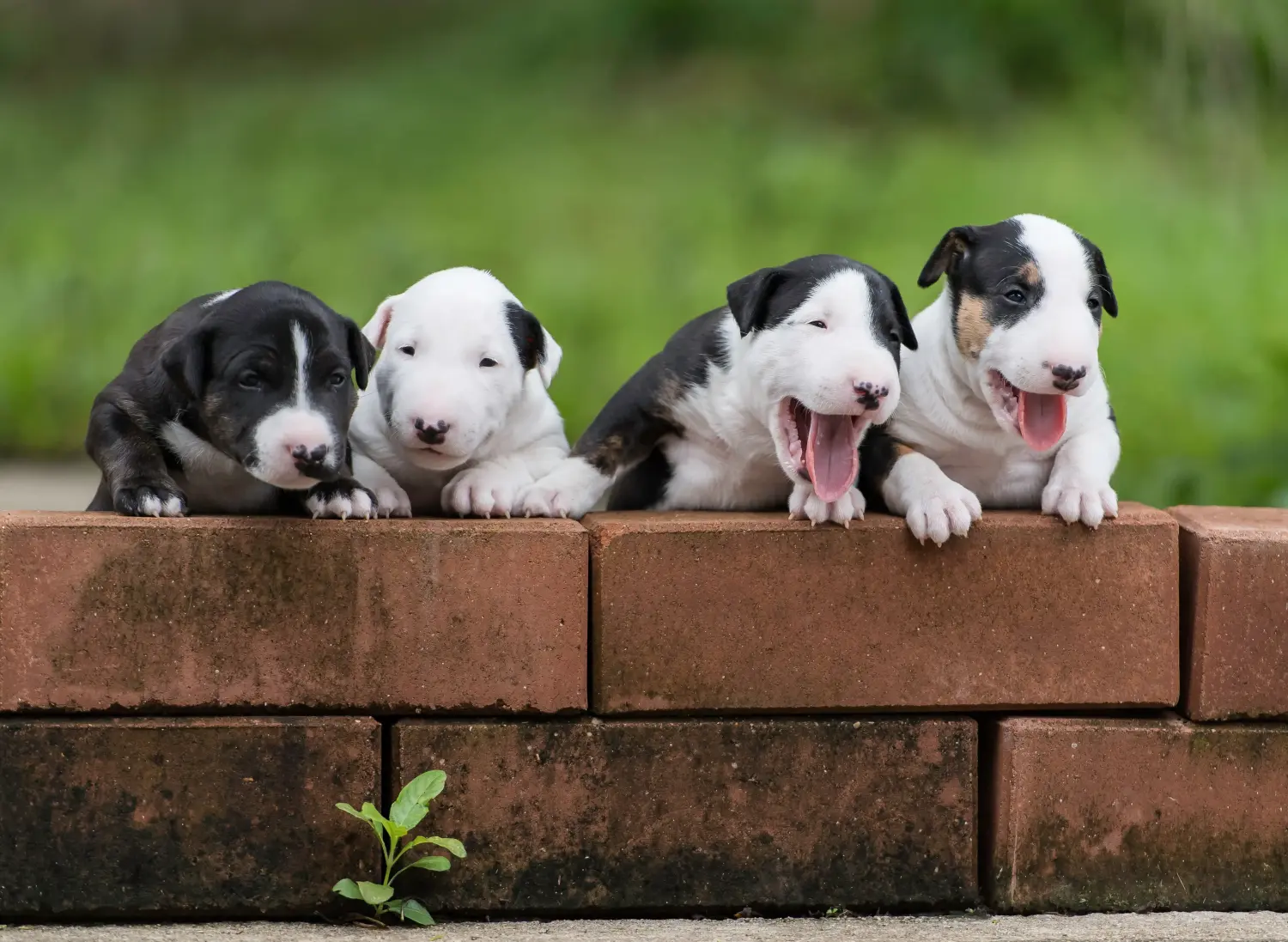 Einen Bull Terrier Welpen zu kaufen, bedeutet Verantwortung zu übernehmen! Bull Terrier Welpen kaufen.