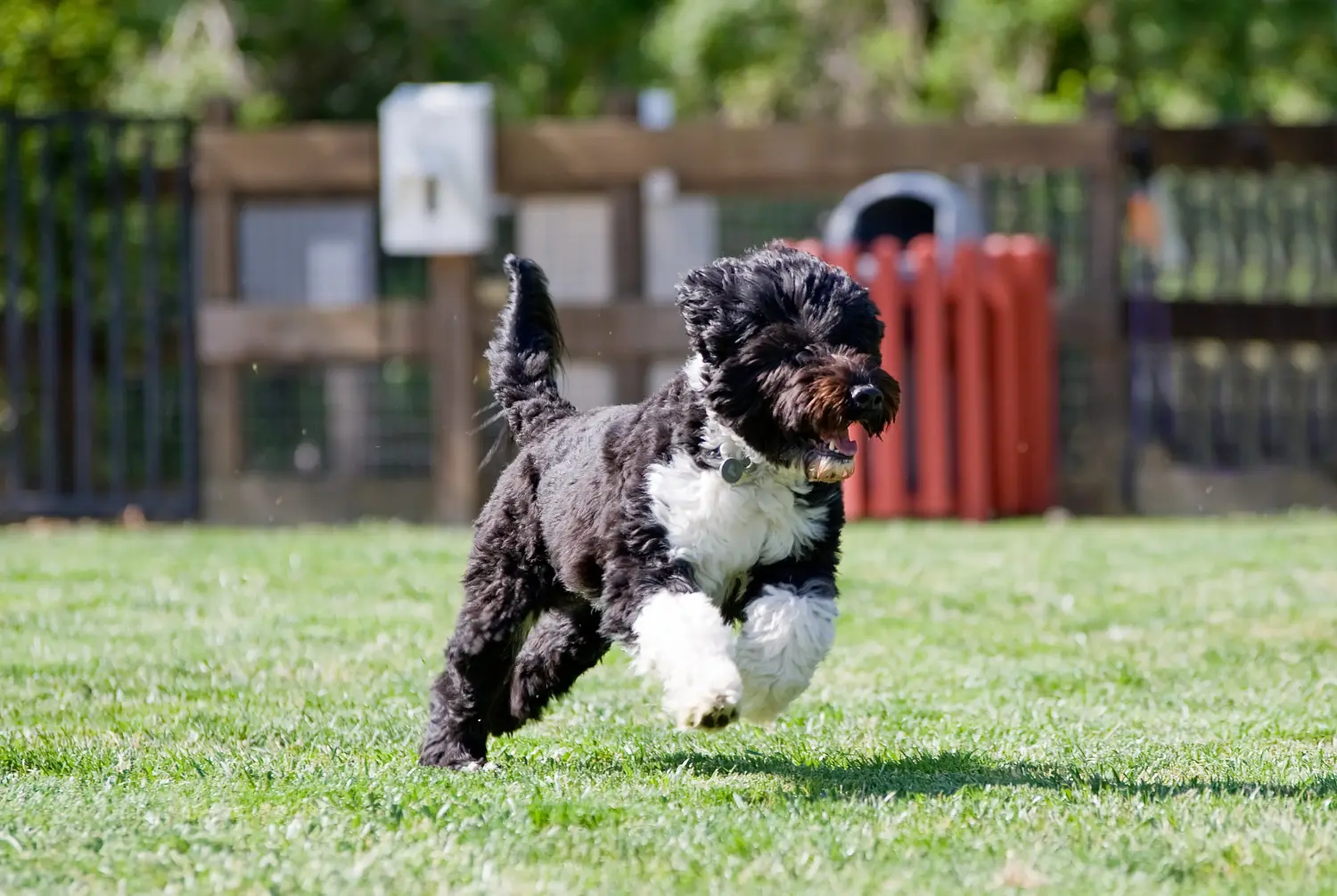 Einen Cão de Agua português Welpen zu kaufen, bedeutet Verantwortung zu übernehmen! Cão de Agua português Welpen kaufen.