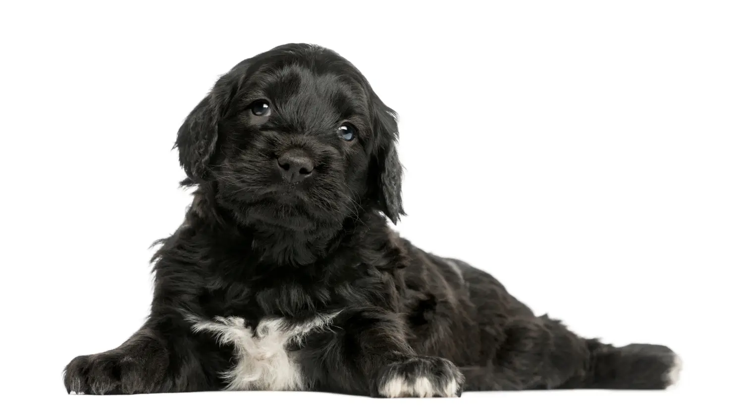Einen Cão de Agua português Welpen zu kaufen, bedeutet Verantwortung zu übernehmen! Cão de Agua português Welpen kaufen.