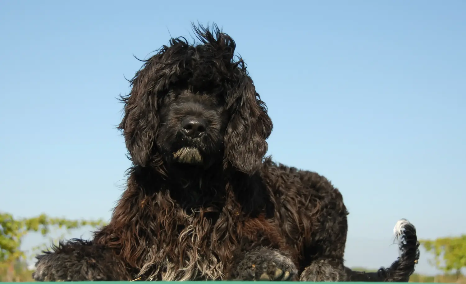 Einen Cão de Agua português Welpen zu kaufen, bedeutet Verantwortung zu übernehmen! Cão de Agua português Welpen kaufen.