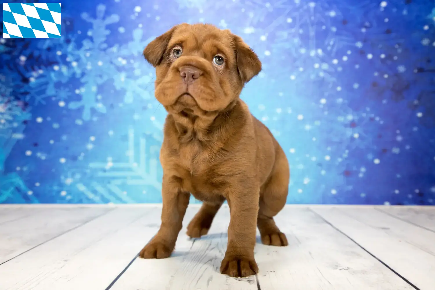 Cocker Pei Welpen und Züchter Bayern Hier findest Du Cocker Peis Züchter in Bayern.