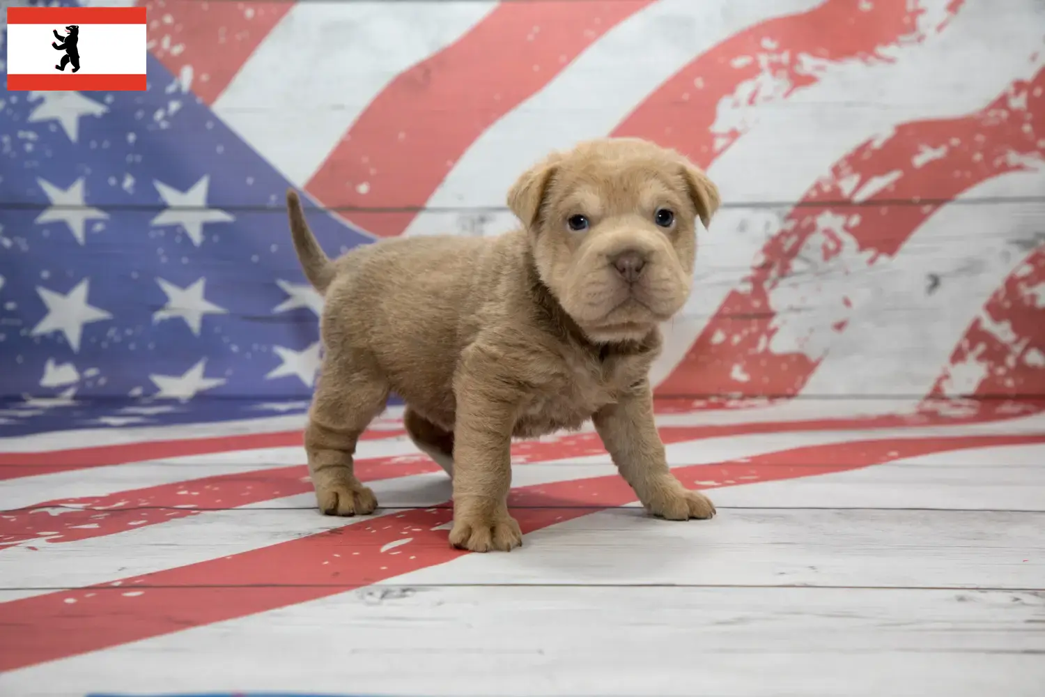 Cocker Pei Welpen und Züchter Berlin Hier findest Du Cocker Peis Züchter in Berlin.