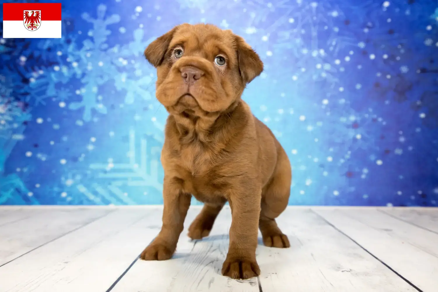 Cocker Pei Welpen und Züchter Brandenburg Hier findest Du Cocker Peis Züchter in Brandenburg.