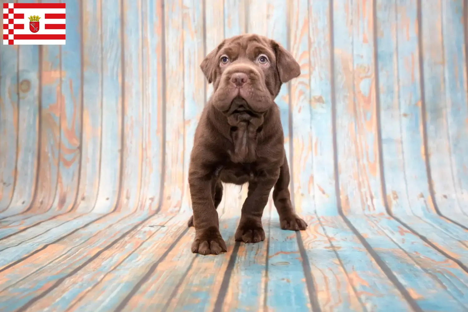 Cocker Pei Welpen und Züchter Bremen Hier findest Du Cocker Peis Züchter in Bremen.