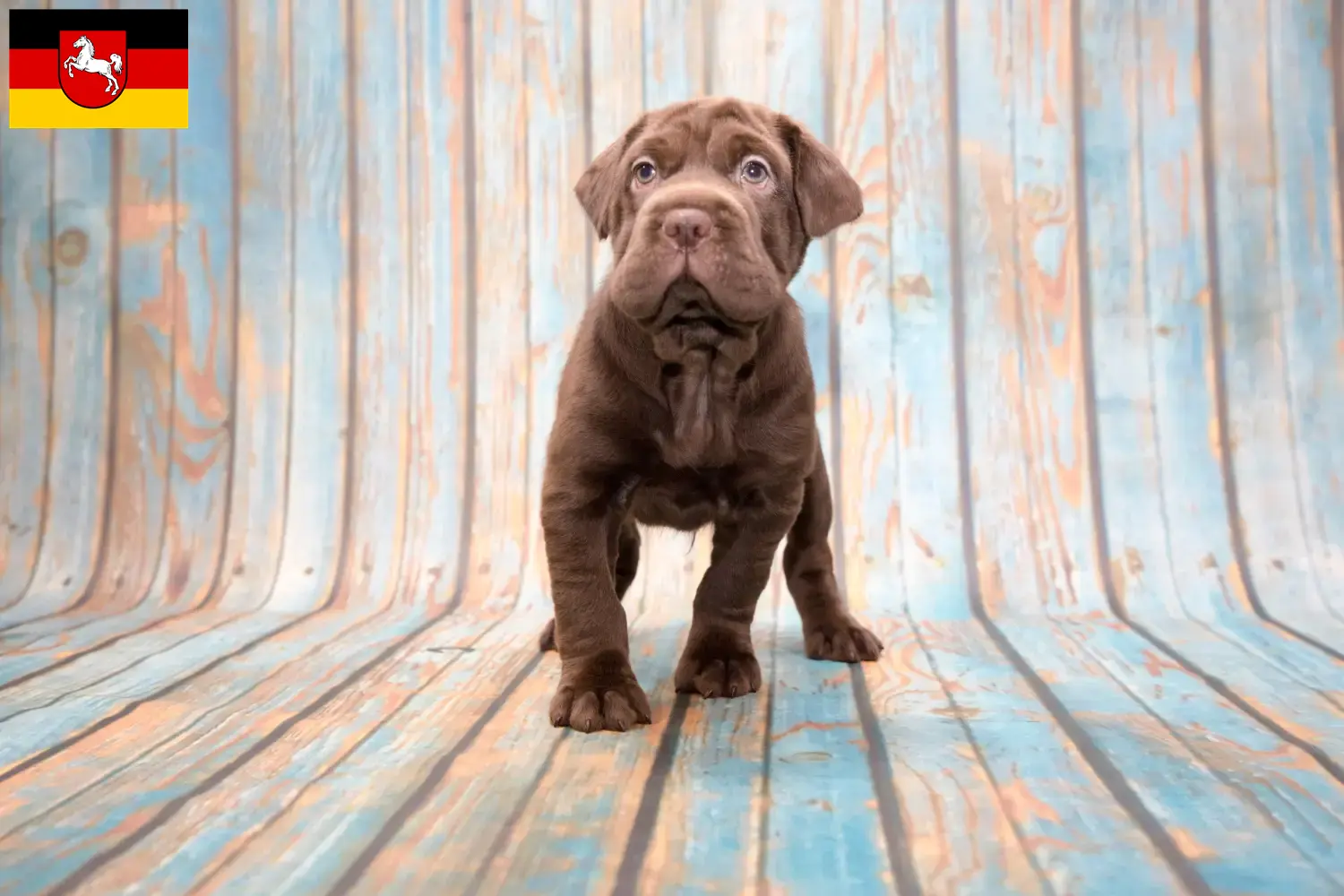 Cocker Pei Welpen und Züchter Niedersachsen Hier findest Du Cocker Peis Züchter in Niedersachsen.