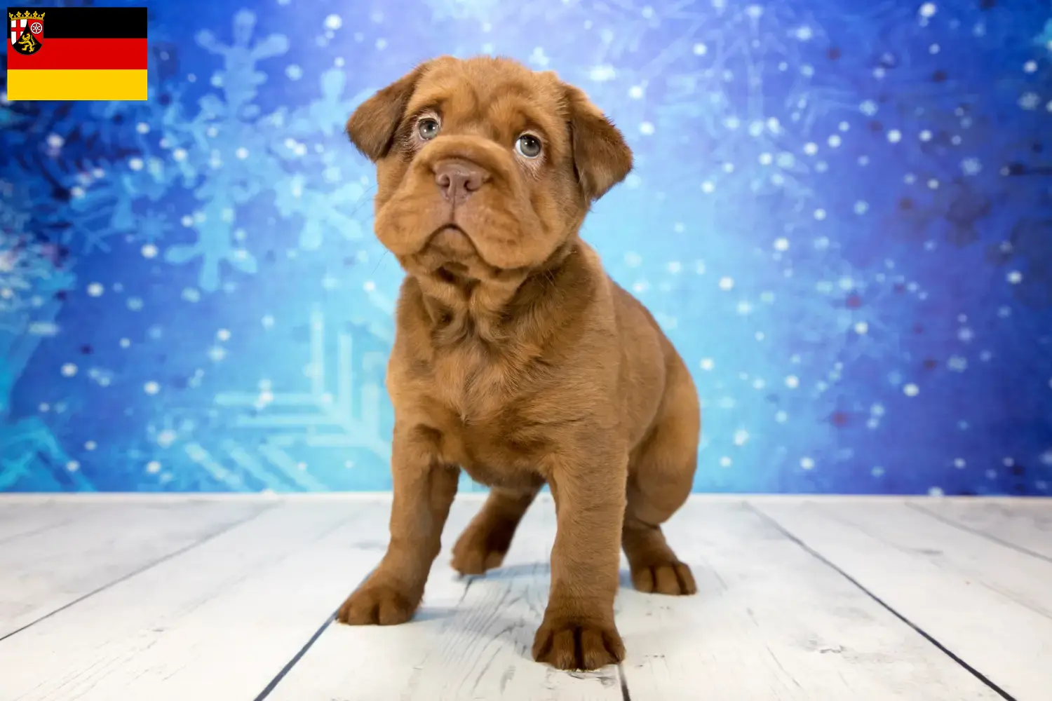 Cocker Pei Welpen und Züchter Rheinland-Pfalz Hier findest Du Cocker Peis Züchter in Rheinland-Pfalz.