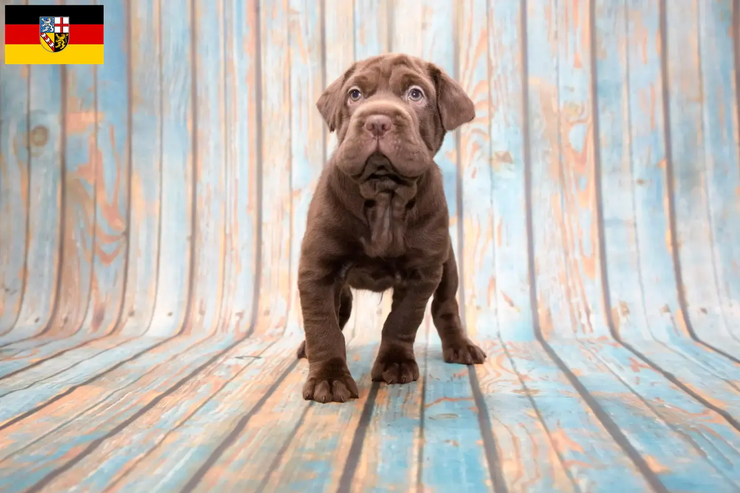 Cocker Pei Welpen und Züchter Saarland Hier findest Du Cocker Peis Züchter im Saarland.
