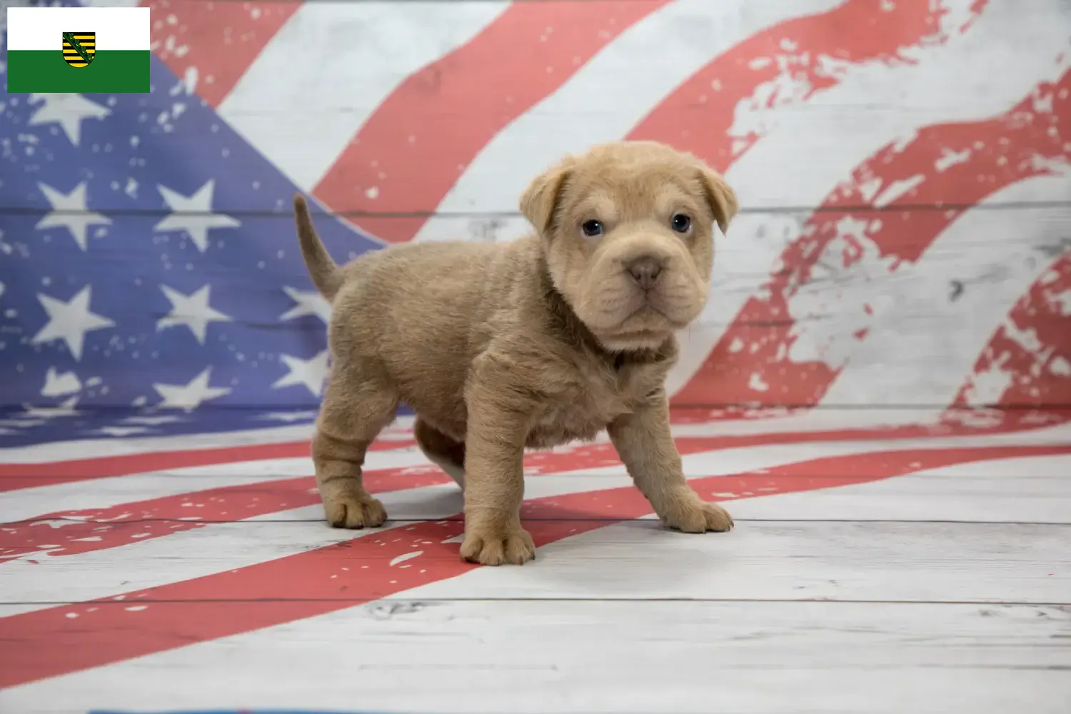 Cocker Pei Welpen und Züchter Sachsen Hier findest Du Cocker Peis Züchter in Sachsen.
