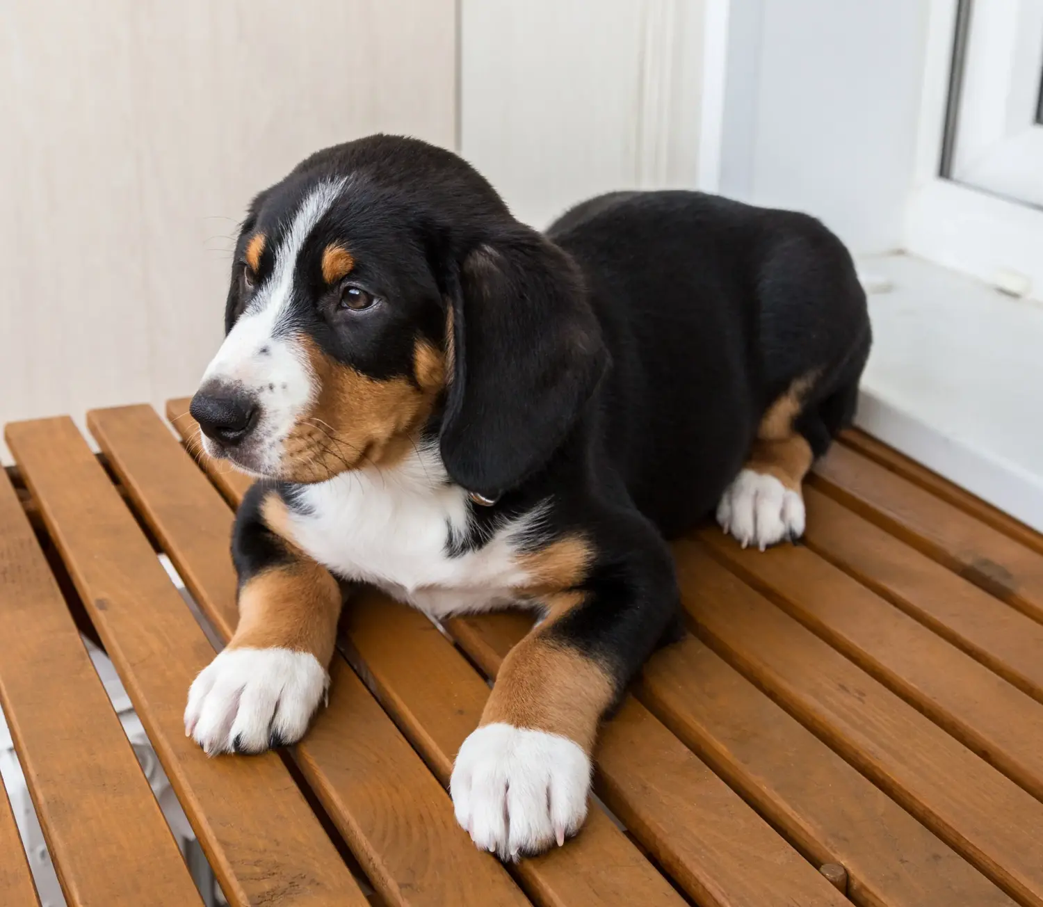 Einen Entlebucher Sennenhund Welpen zu kaufen, bedeutet Verantwortung zu übernehmen! Entlebucher Sennenhund Welpen kaufen.