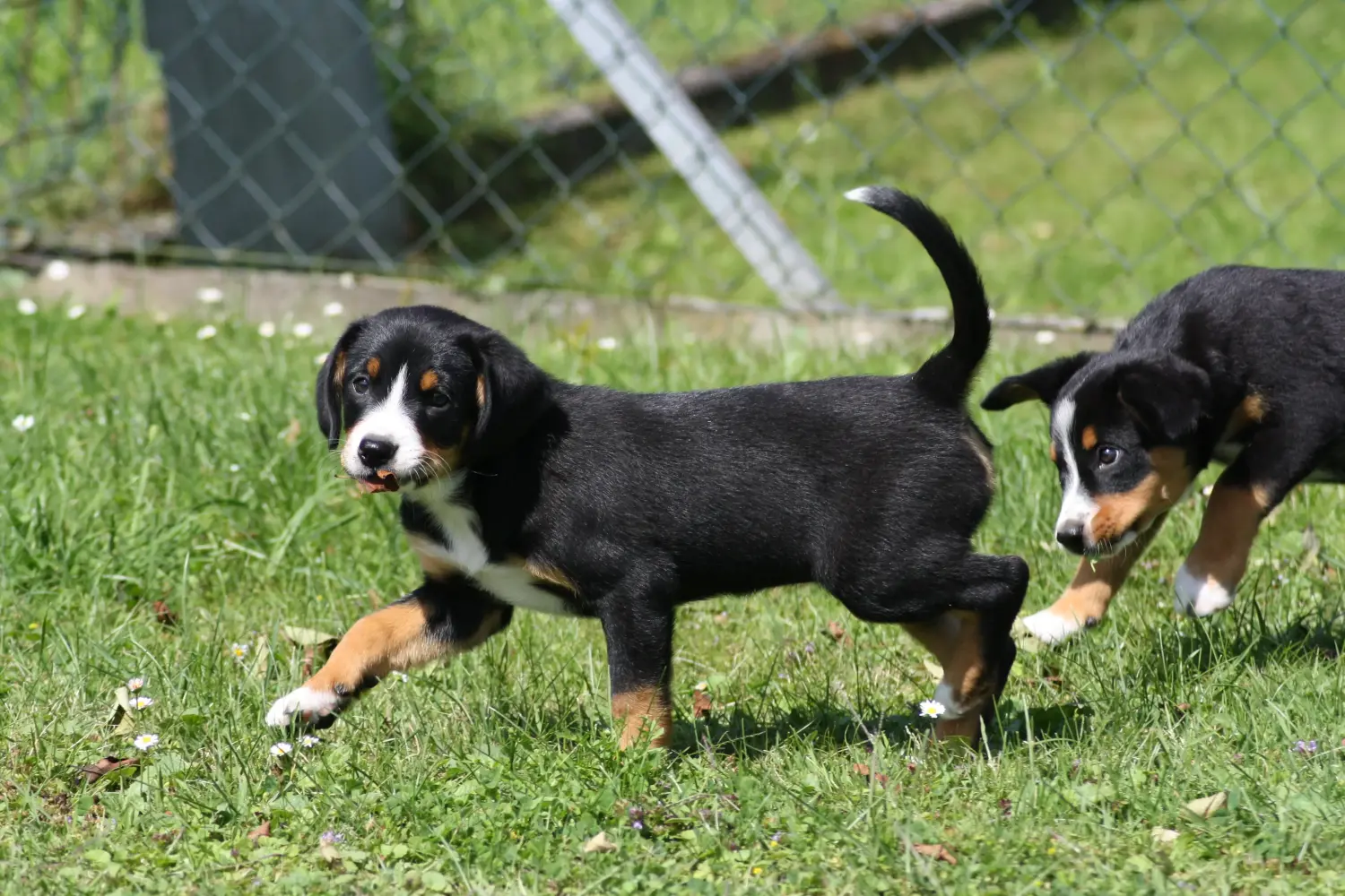 Einen Entlebucher Sennenhund Welpen zu kaufen, bedeutet Verantwortung zu übernehmen! Entlebucher Sennenhund Welpen kaufen.