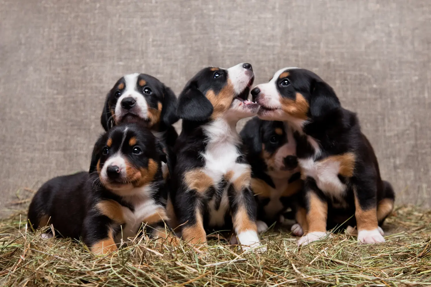 Einen Entlebucher Sennenhund Welpen zu kaufen, bedeutet Verantwortung zu übernehmen! Entlebucher Sennenhund Welpen kaufen.