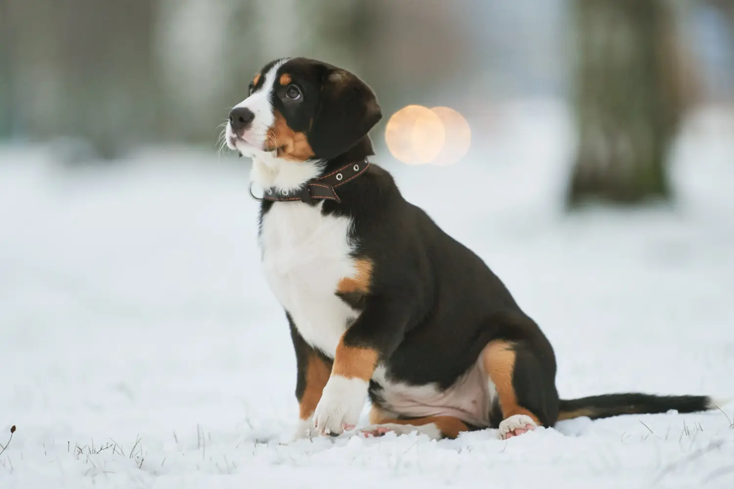 Einen Entlebucher Sennenhund Welpen zu kaufen, bedeutet Verantwortung zu übernehmen! Entlebucher Sennenhund Welpen kaufen.