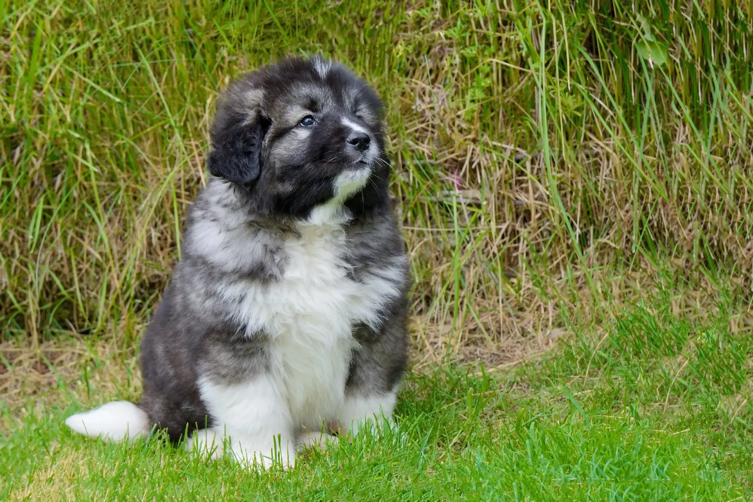 Einen Kaukasischen Schäferhund Welpen zu kaufen, bedeutet Verantwortung zu übernehmen! Kaukasischer Schäferhund Welpen kaufen.