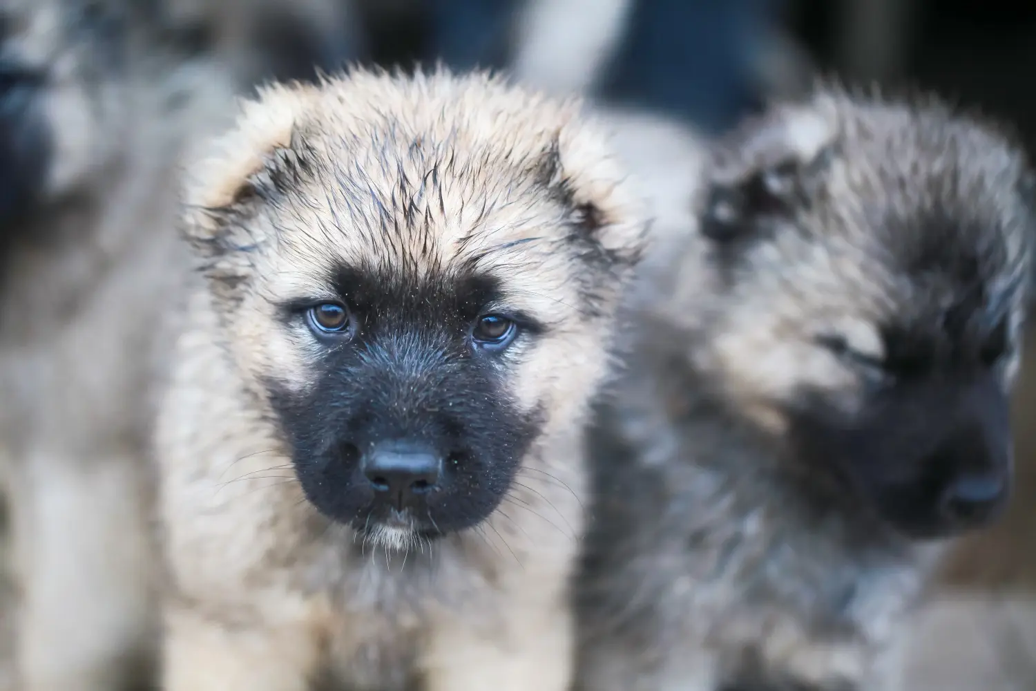 Einen Kaukasischen Schäferhund Welpen zu kaufen, bedeutet Verantwortung zu übernehmen! Kaukasischer Schäferhund Welpen kaufen.