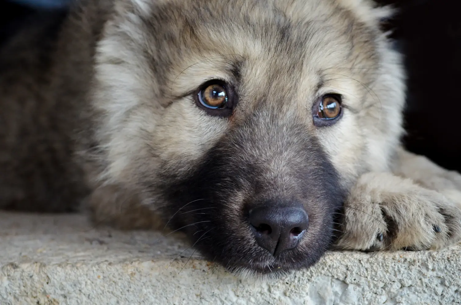 Einen Kaukasischen Schäferhund Welpen zu kaufen, bedeutet Verantwortung zu übernehmen! Kaukasischer Schäferhund Welpen kaufen.