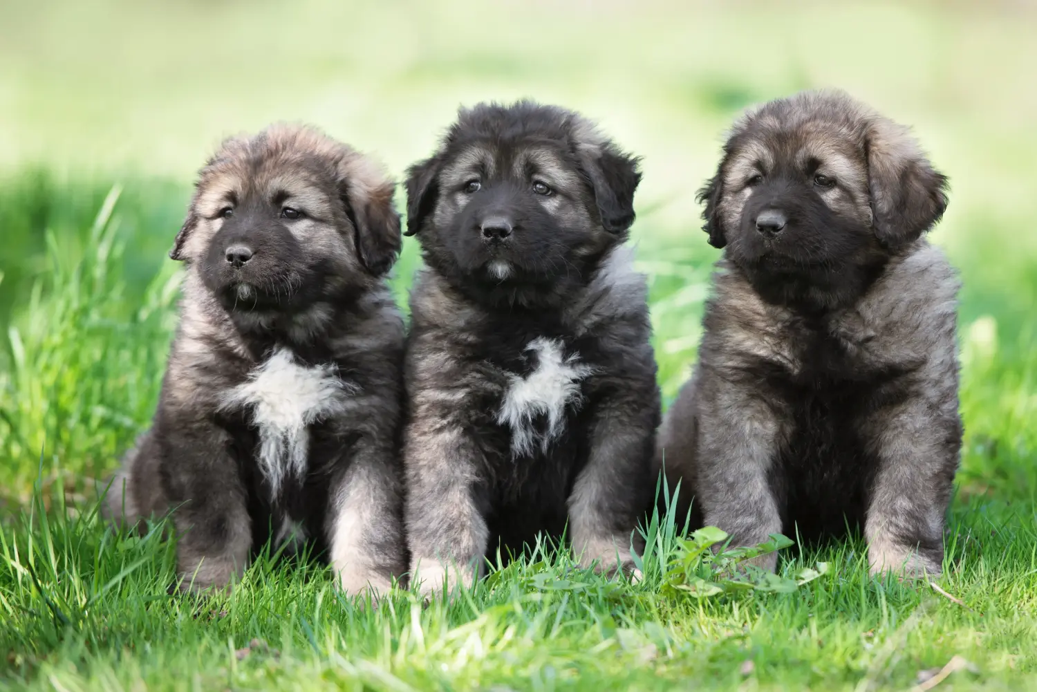 Einen Kaukasischen Schäferhund Welpen zu kaufen, bedeutet Verantwortung zu übernehmen! Kaukasischer Schäferhund Welpen kaufen.
