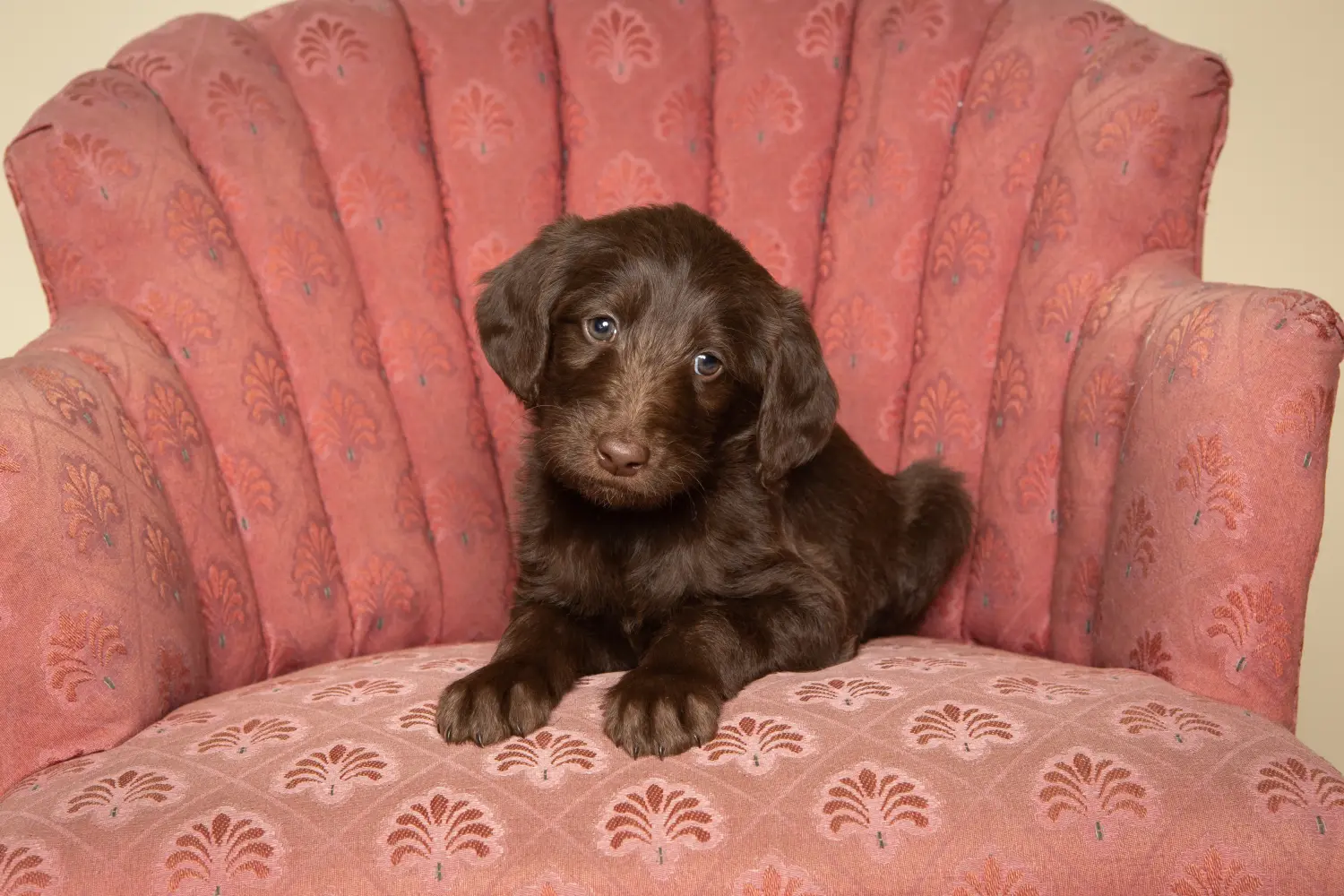Einen Labradoodle Welpen zu kaufen, bedeutet Verantwortung zu übernehmen! Labradoodle Welpen kaufen.