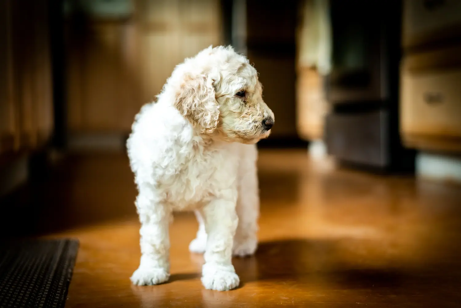 Einen Labradoodle Welpen zu kaufen, bedeutet Verantwortung zu übernehmen! Labradoodle Welpen kaufen.