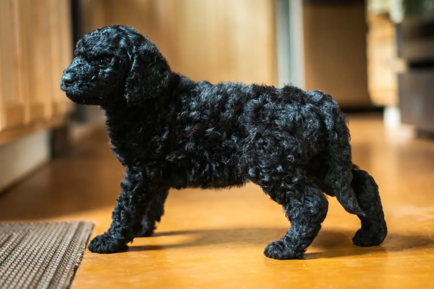Einen Labradoodle Welpen zu kaufen, bedeutet Verantwortung zu übernehmen! Labradoodle Welpen kaufen.