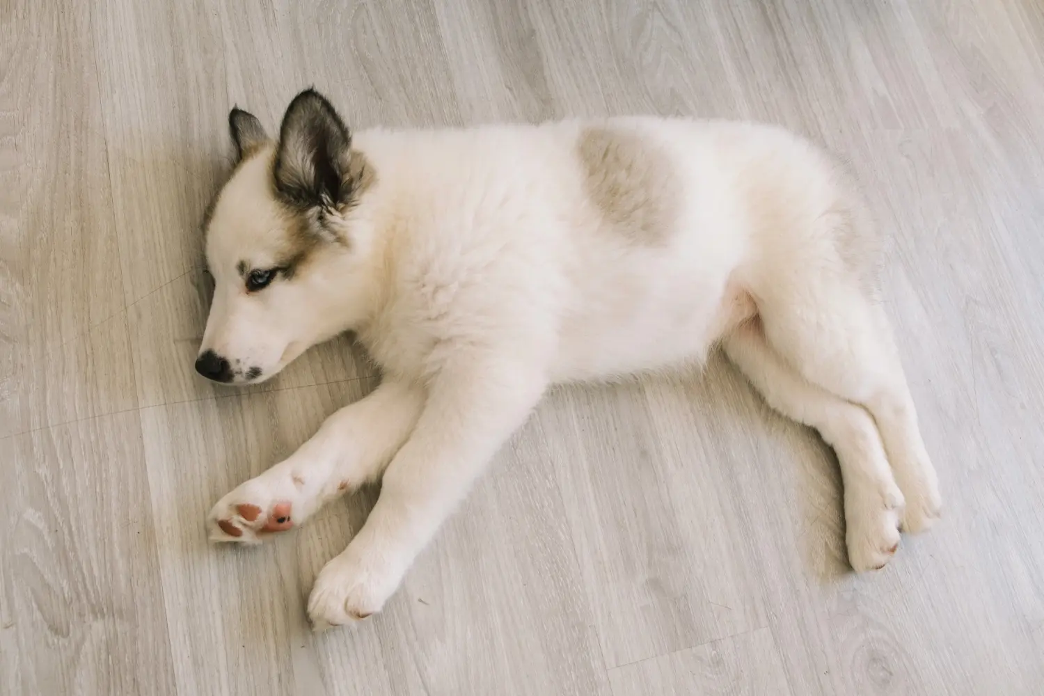 Einen Laika Welpen zu kaufen, bedeutet Verantwortung zu übernehmen! Laika Welpen kaufen.