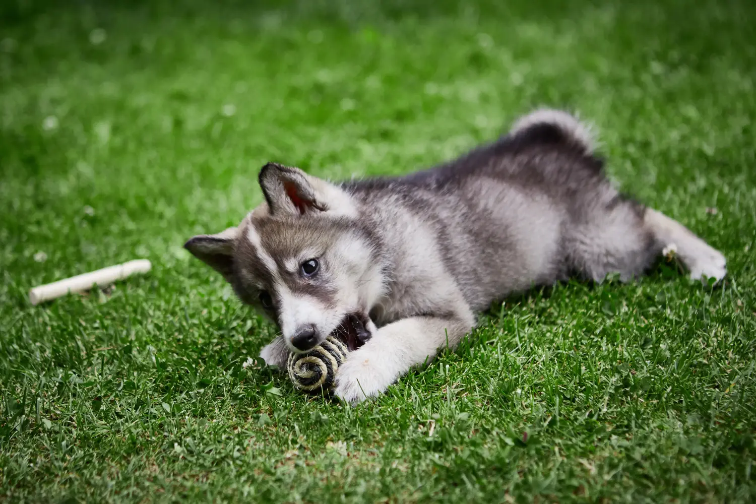 Einen Laika Welpen zu kaufen, bedeutet Verantwortung zu übernehmen! Laika Welpen kaufen.