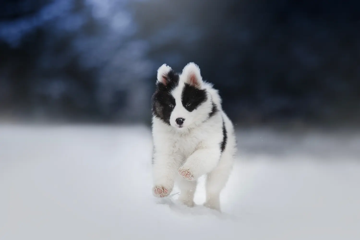 Einen Laika Welpen zu kaufen, bedeutet Verantwortung zu übernehmen! Laika Welpen kaufen.