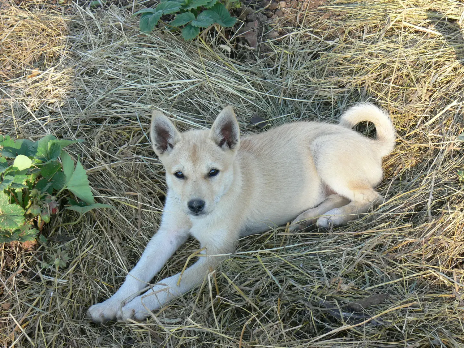 Einen Laika Welpen zu kaufen, bedeutet Verantwortung zu übernehmen! Laika Welpen kaufen.