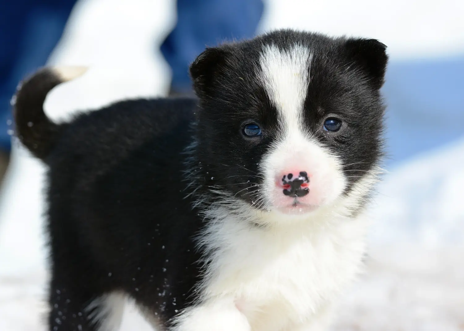 Einen Laika Welpen zu kaufen, bedeutet Verantwortung zu übernehmen! Laika Welpen kaufen.