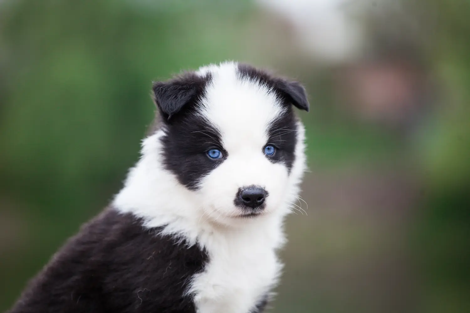 Einen Laika Welpen zu kaufen, bedeutet Verantwortung zu übernehmen! Laika Welpen kaufen.