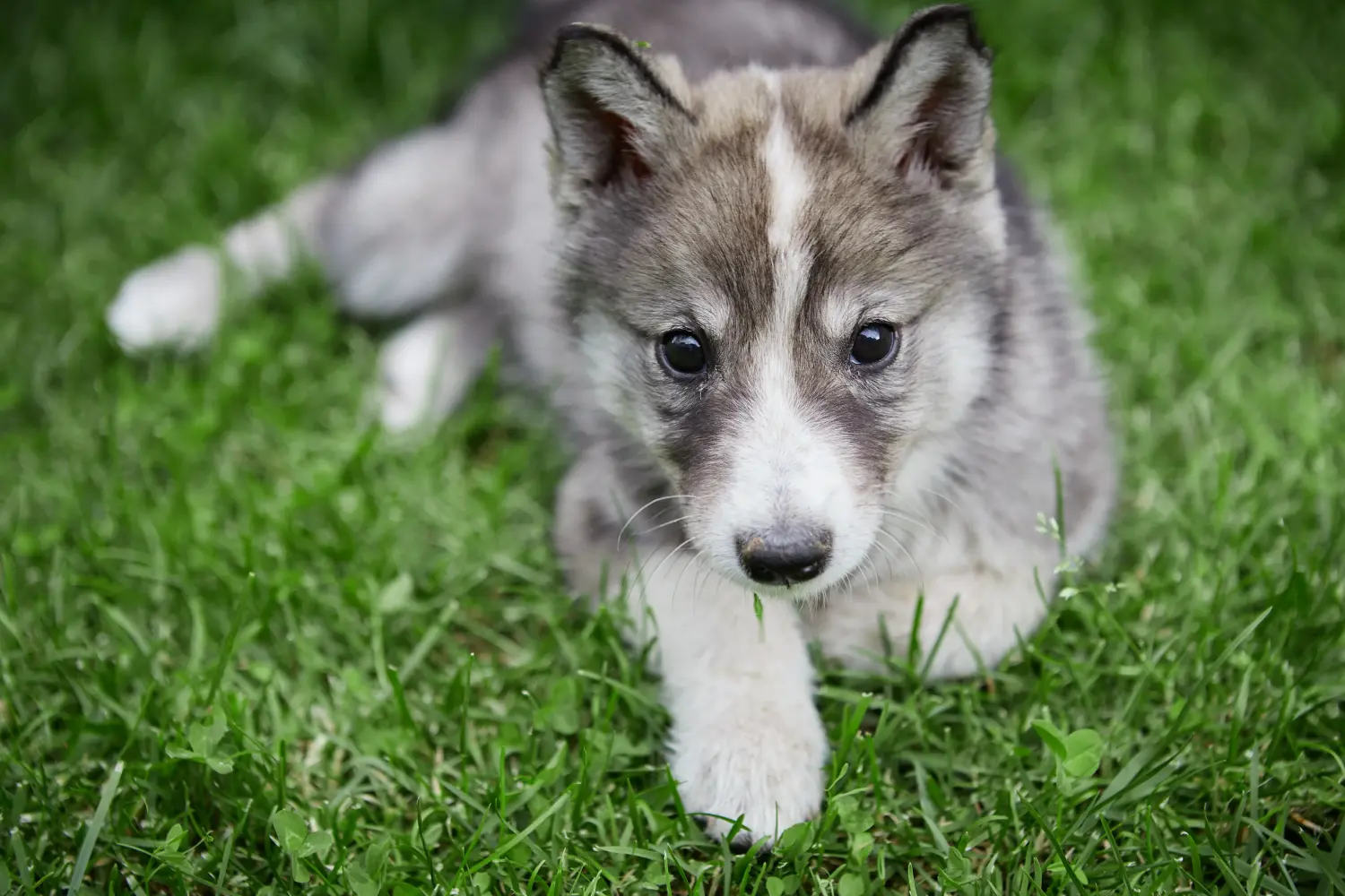 Einen Laika Welpen zu kaufen, bedeutet Verantwortung zu übernehmen! Laika Welpen kaufen.