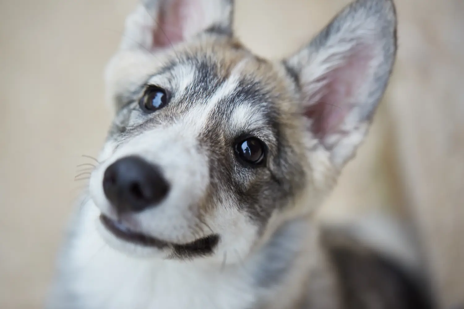 Einen Laika Welpen zu kaufen, bedeutet Verantwortung zu übernehmen! Laika Welpen kaufen.