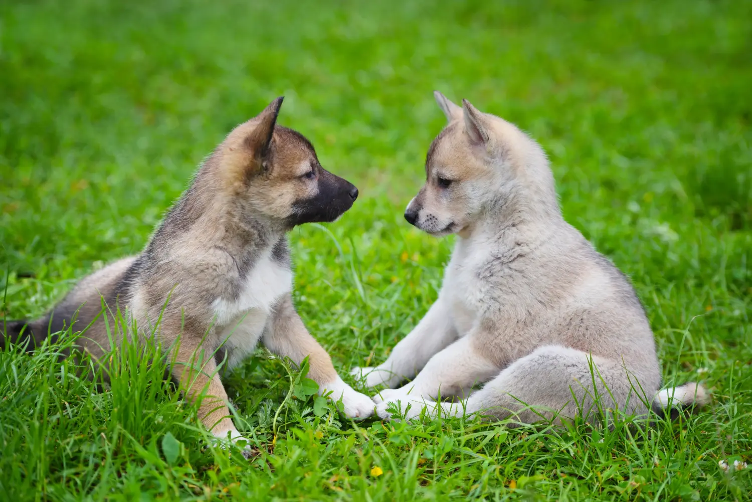 Einen Laika Welpen zu kaufen, bedeutet Verantwortung zu übernehmen! Laika Welpen kaufen.