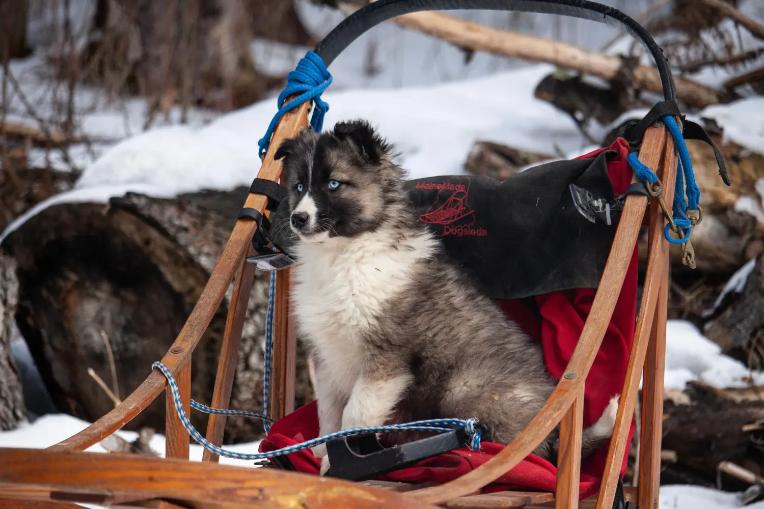 Einen Laika Welpen zu kaufen, bedeutet Verantwortung zu übernehmen! Laika Welpen kaufen.