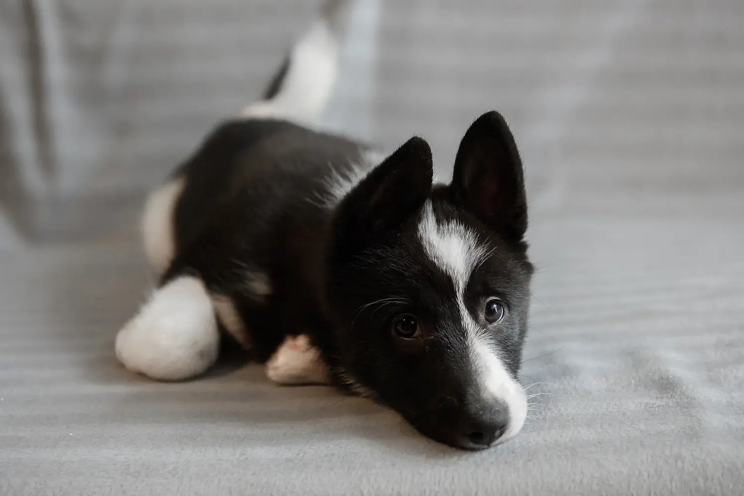 Einen Laika Welpen zu kaufen, bedeutet Verantwortung zu übernehmen! Laika Welpen kaufen.