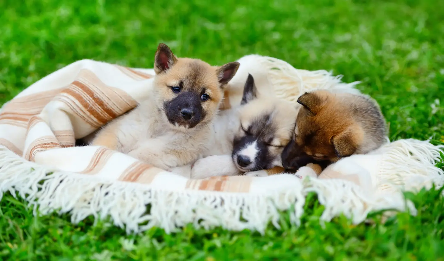 Einen Laika Welpen zu kaufen, bedeutet Verantwortung zu übernehmen! Laika Welpen kaufen.