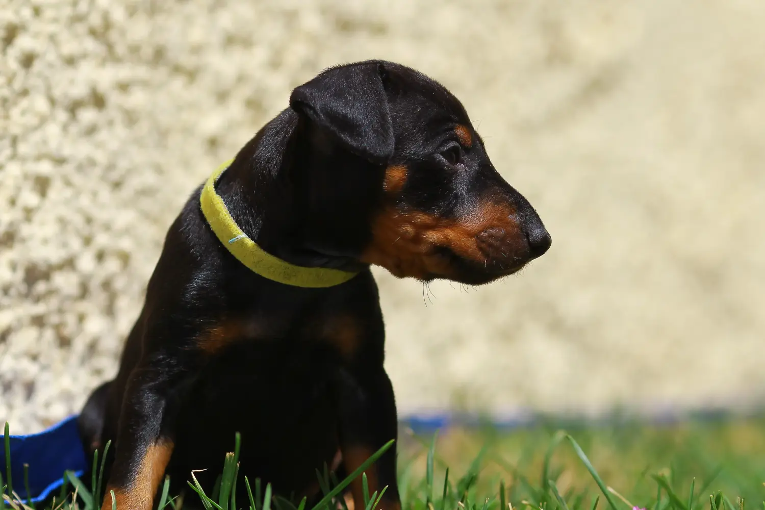 Einen Manchester-Terrier Welpen zu kaufen, bedeutet Verantwortung zu übernehmen! Manchester-Terrier Welpen kaufen.