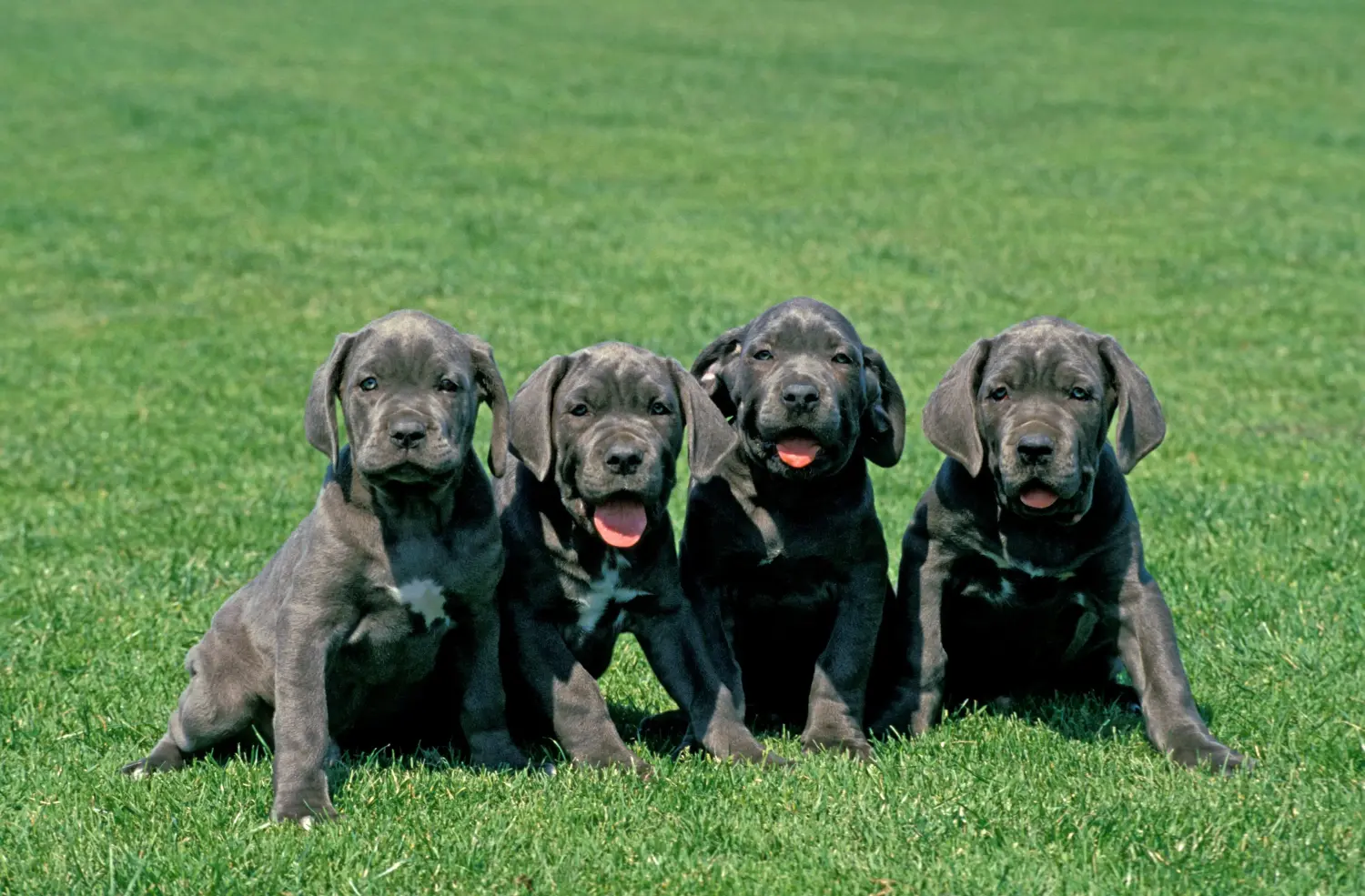Einen Mastino Napoletano Welpen zu kaufen, bedeutet Verantwortung zu übernehmen! Mastino Napoletano Welpen kaufen.