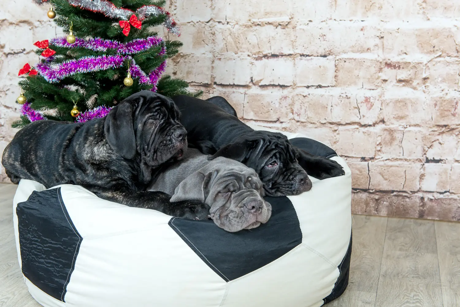 Einen Mastino Napoletano Welpen zu kaufen, bedeutet Verantwortung zu übernehmen! Mastino Napoletano Welpen kaufen.