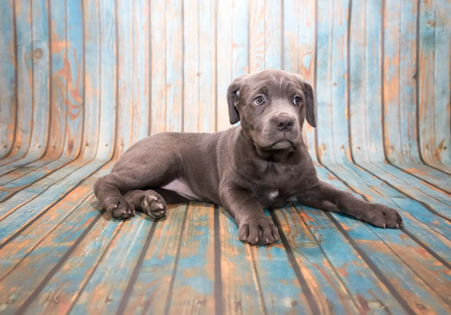 Einen Mastino Napoletano Welpen zu kaufen, bedeutet Verantwortung zu übernehmen! Mastino Napoletano Welpen kaufen.