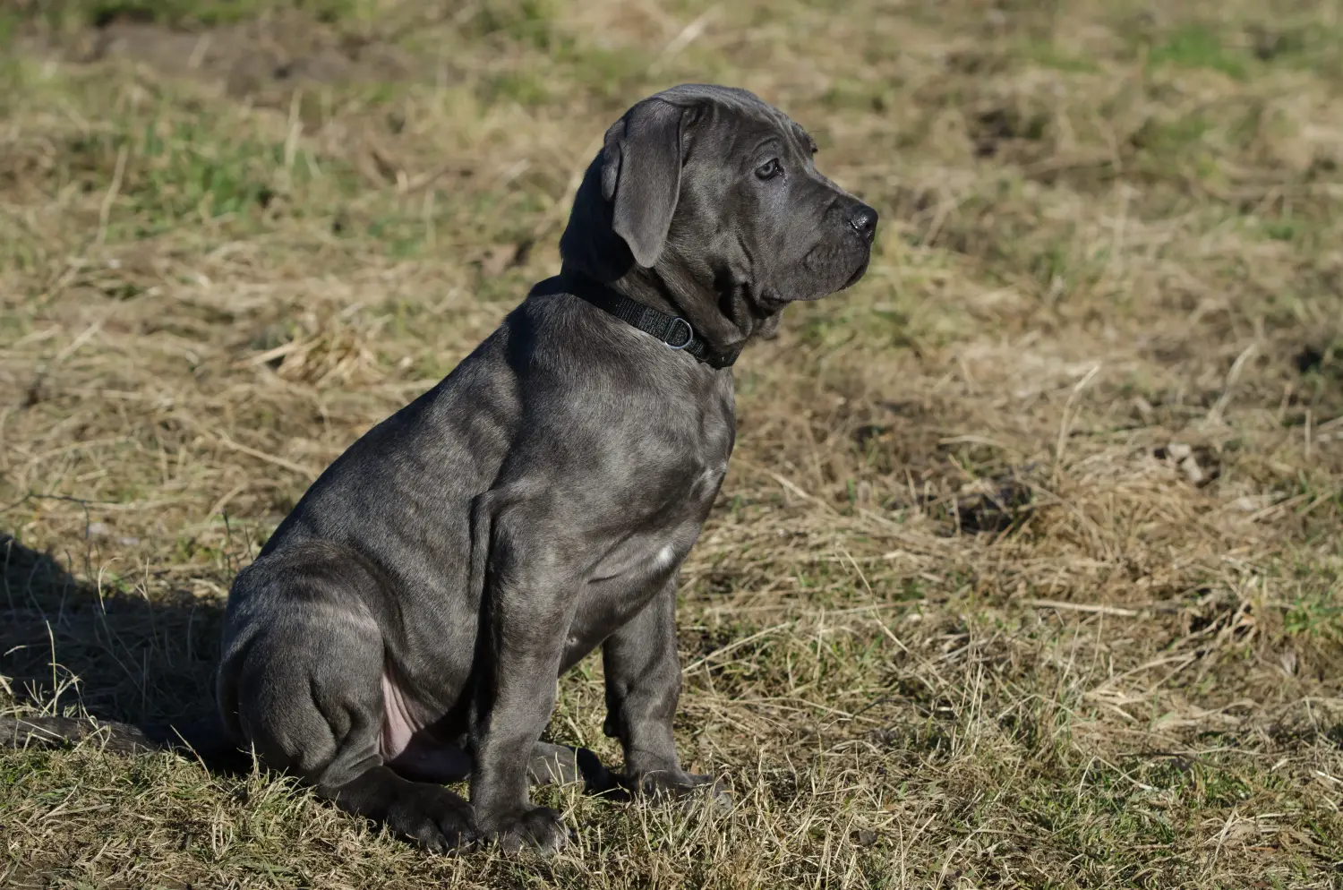 Einen Mastino Napoletano Welpen zu kaufen, bedeutet Verantwortung zu übernehmen! Mastino Napoletano Welpen kaufen.