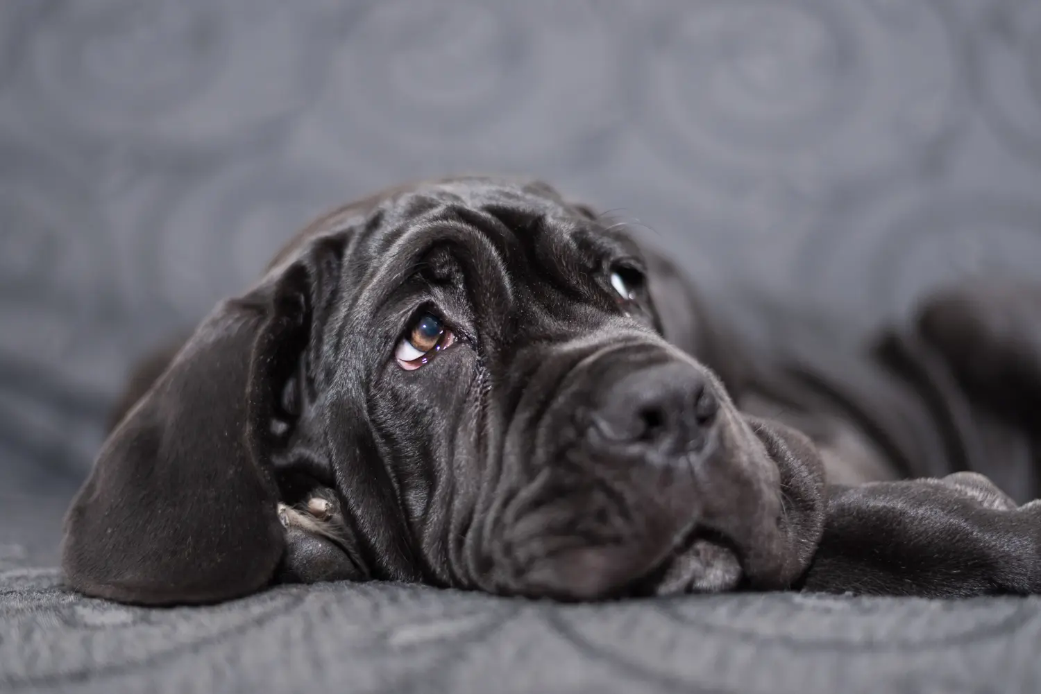 Einen Mastino Napoletano Welpen zu kaufen, bedeutet Verantwortung zu übernehmen! Mastino Napoletano Welpen kaufen.