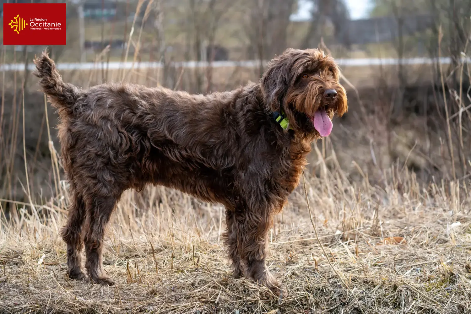 Pudelpointer Welpen und Züchter Okzitanien Hier findest Du Pudelpointer Züchter in Okzitanien.