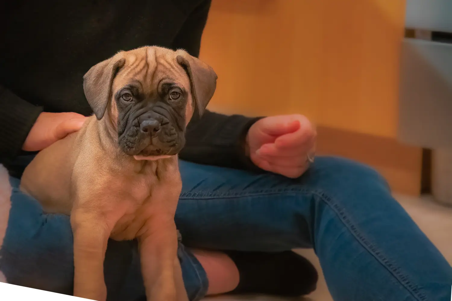 Einen Bullmastiff Welpen zu kaufen, bedeutet Verantwortung zu übernehmen! Bullmastiff Welpen kaufen.